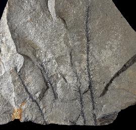 Walchia piniformis (SCHLOTHEIM 1820) - Bild © FossNet FossilienStore